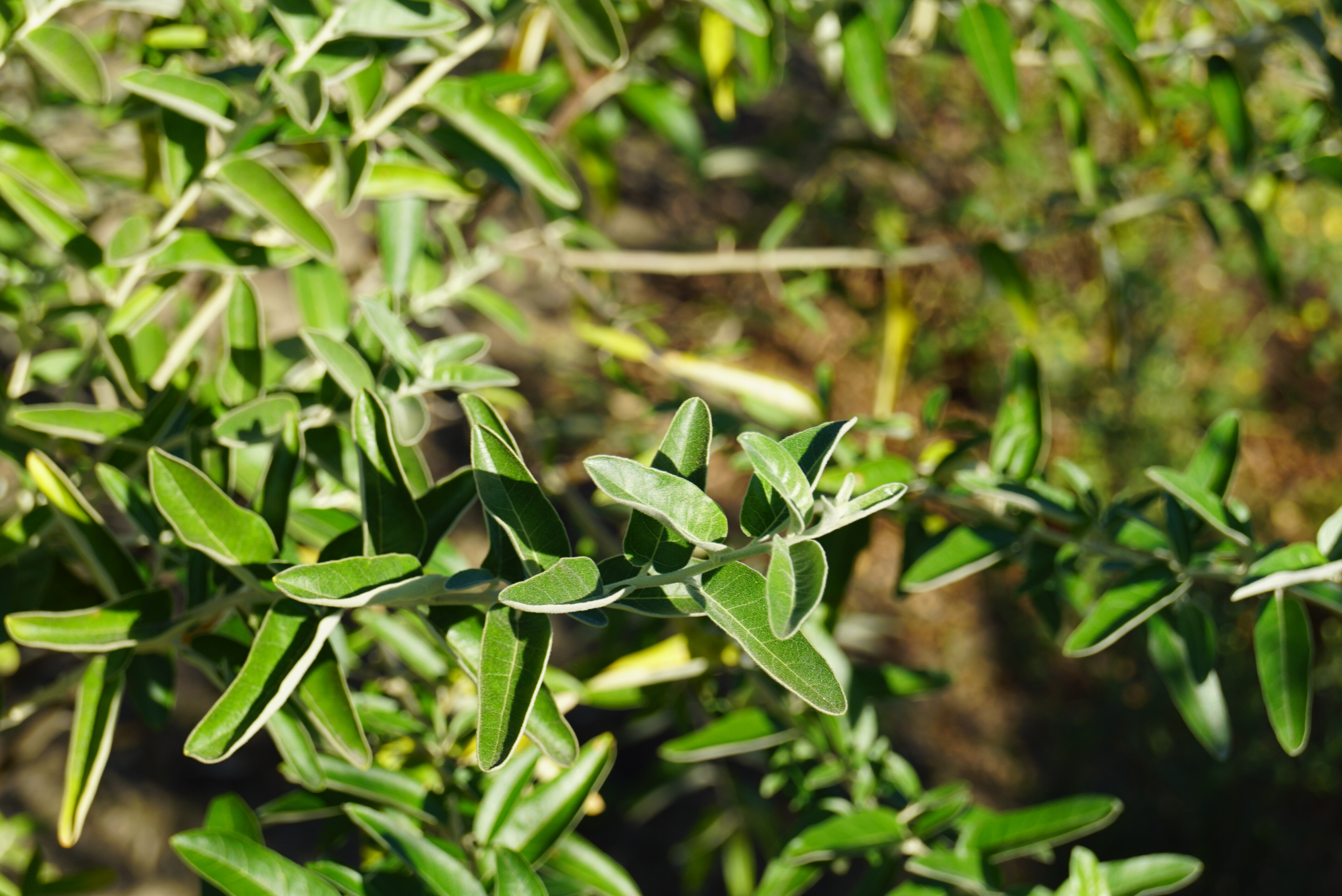 Elaeagnus angustifolia (2)